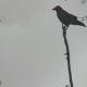 Dj Vepa - S_beater Tekerler Uly  (Club  rmx dj vepa 2016 )